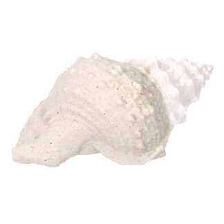 Conchiglia ceramica mare bianco crema cm19x12h9